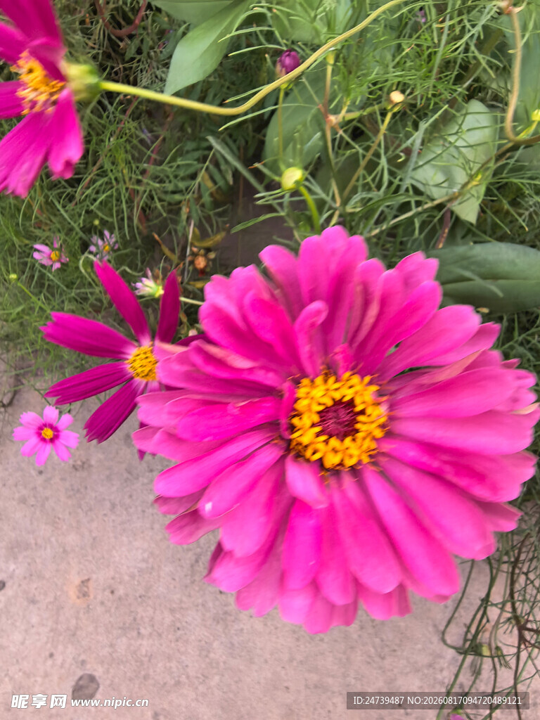 百日菊