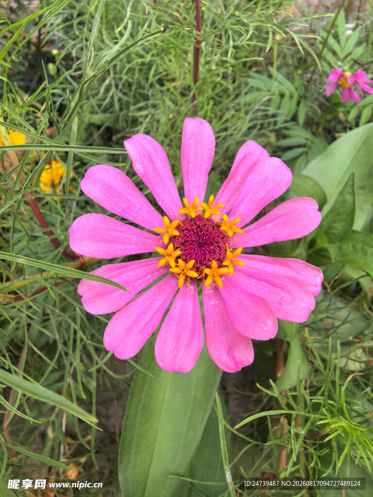 百日菊