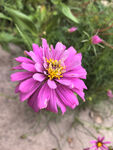 百日菊