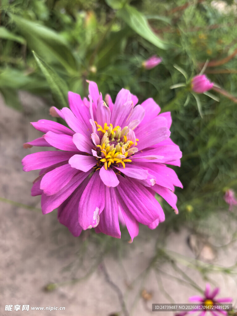 百日菊
