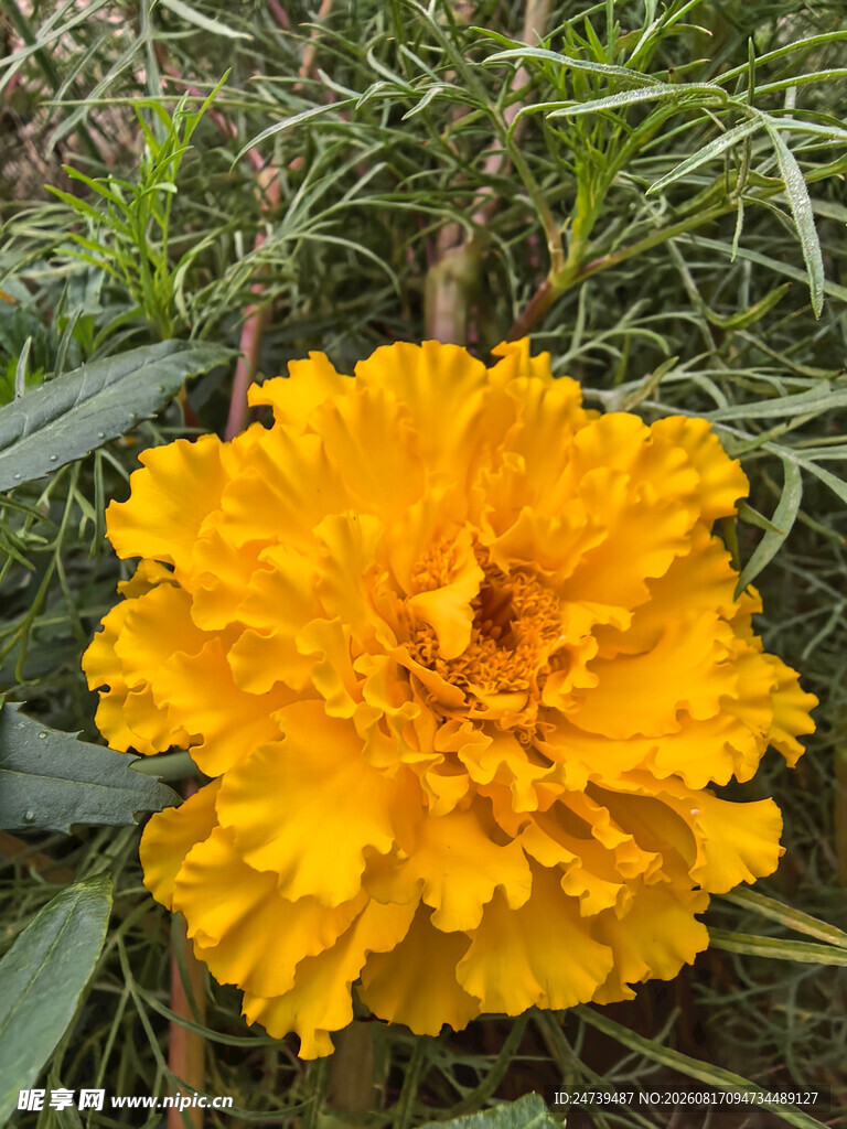 鲜艳黄色万寿菊绽放