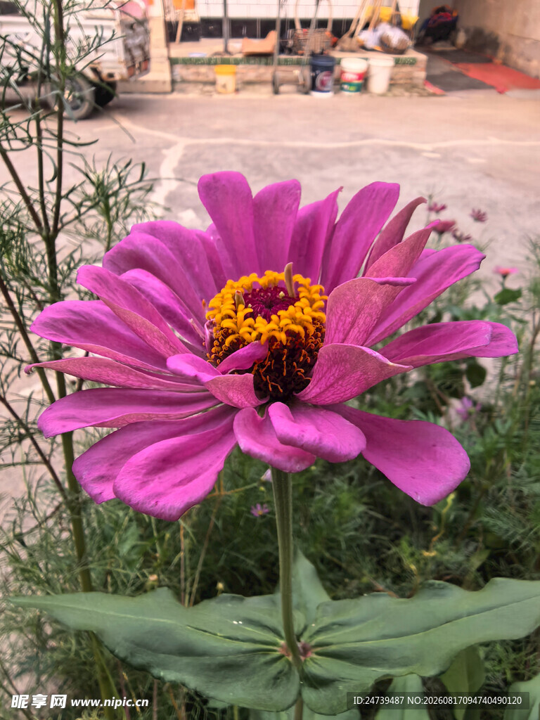 娇艳绽放的紫色百日菊