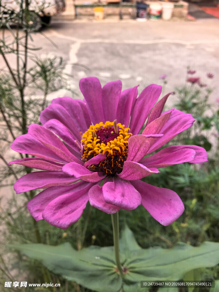 娇艳绽放的紫色百日菊