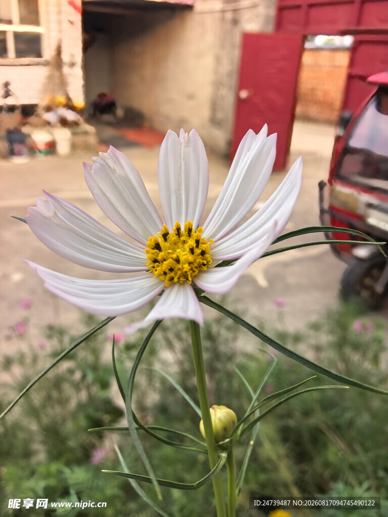 白色波斯菊