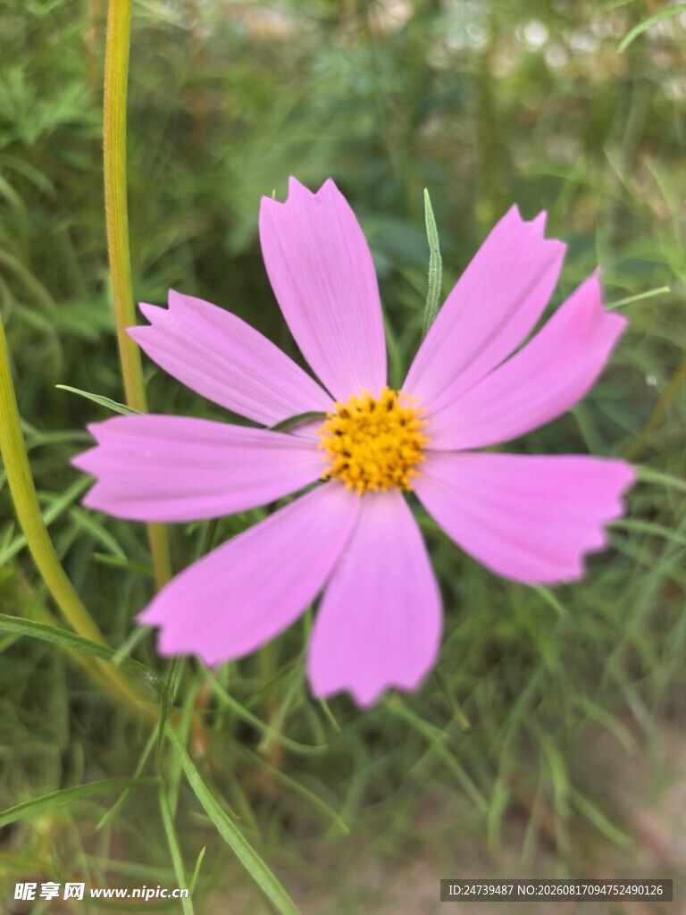 粉色格桑花特写