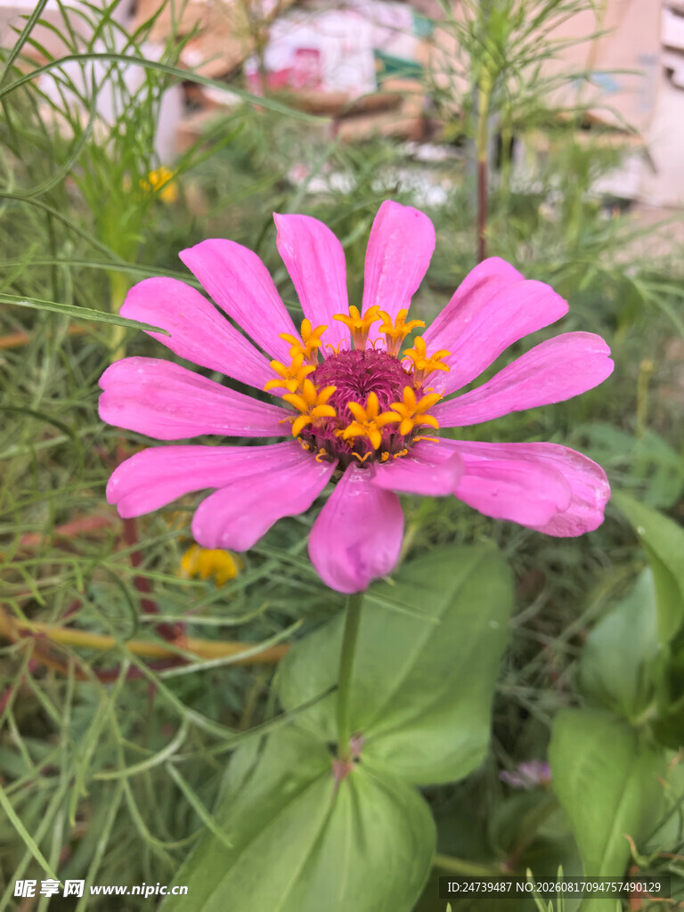 百日菊