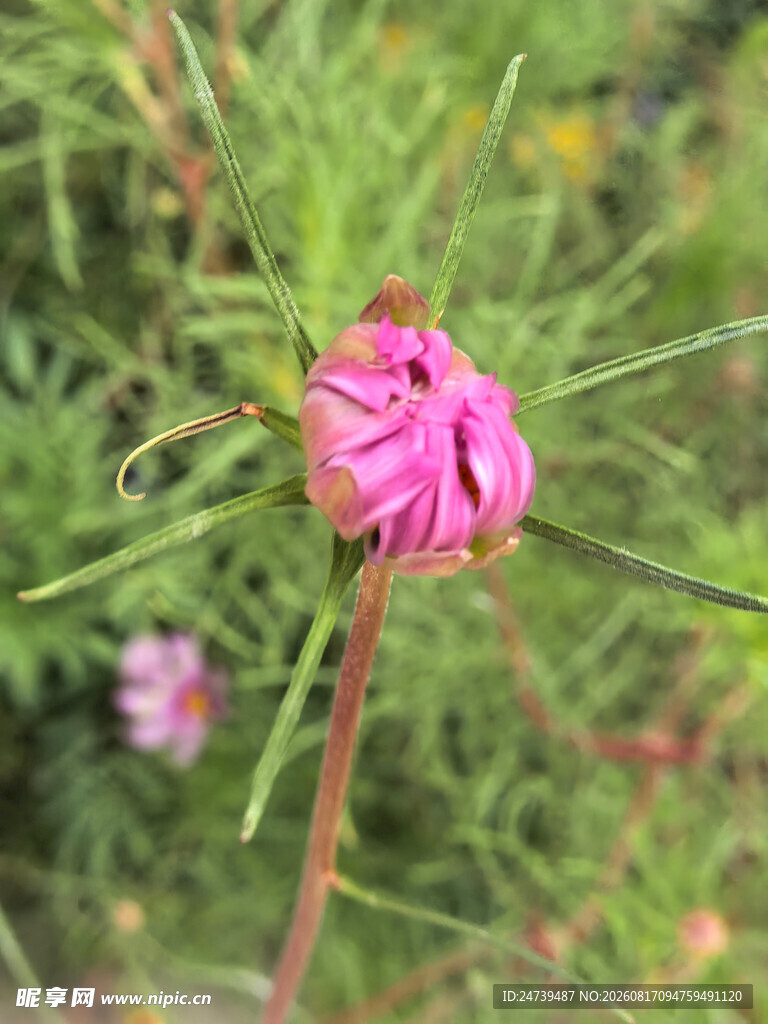 娇艳粉色花朵特写