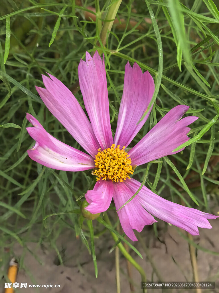 粉色格桑花绽放于草丛