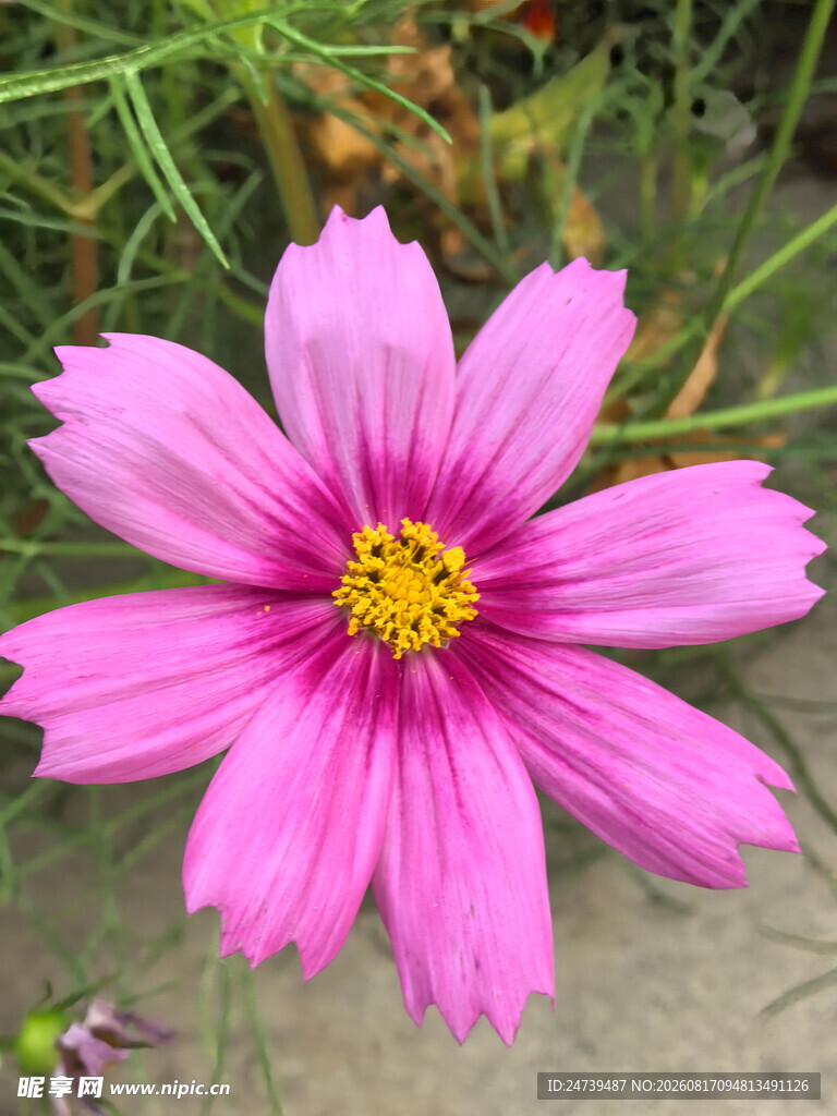 粉色波斯菊特写