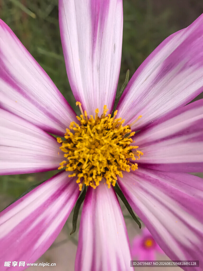 粉色格桑花