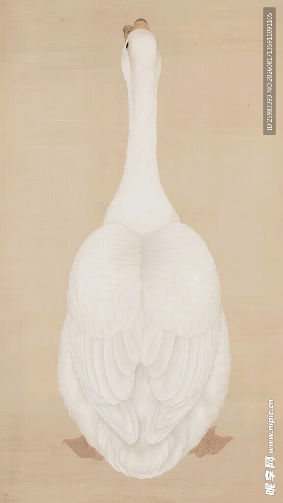 白鹅插画