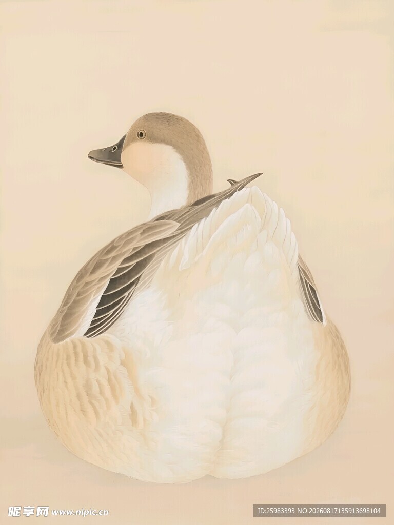 野鸭插画