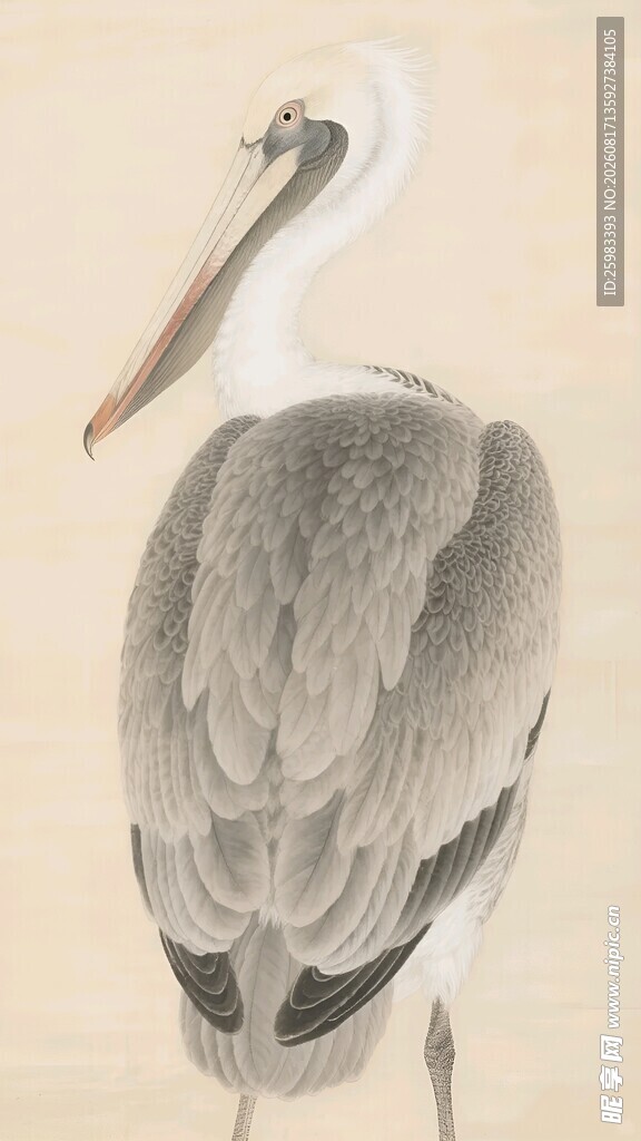 灰鹭插画