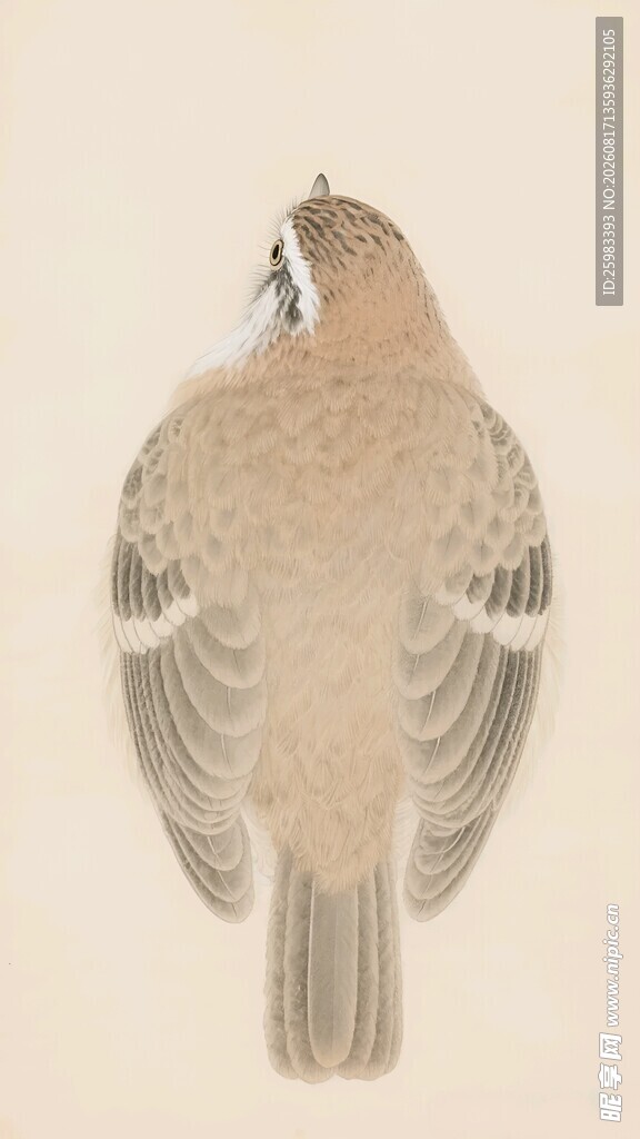 白颊噪鹛插画