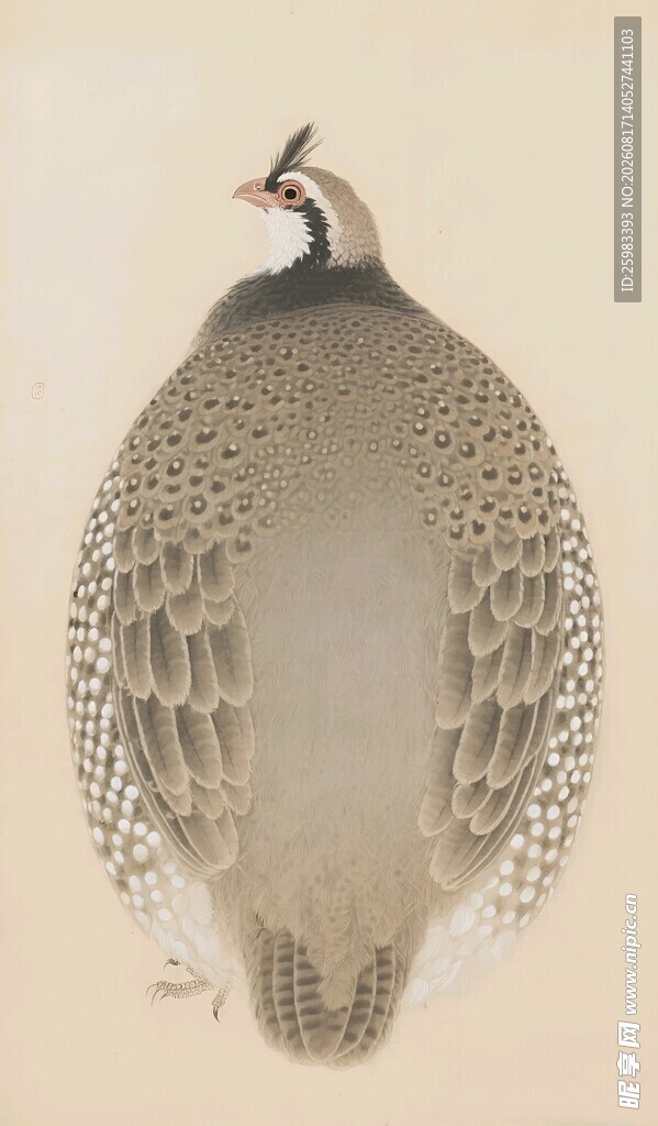 珍珠鸡插画