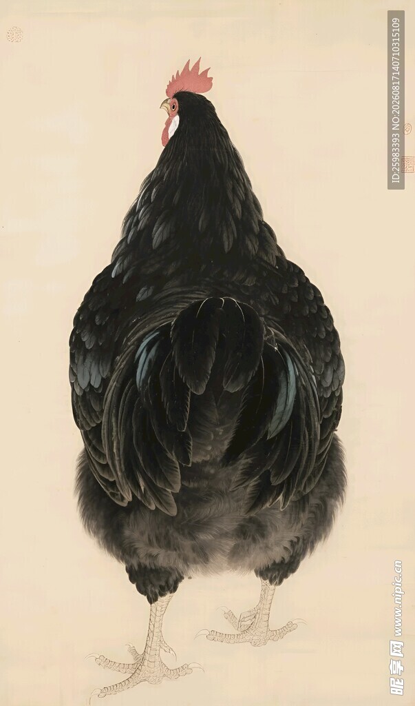 黑鸡插画
