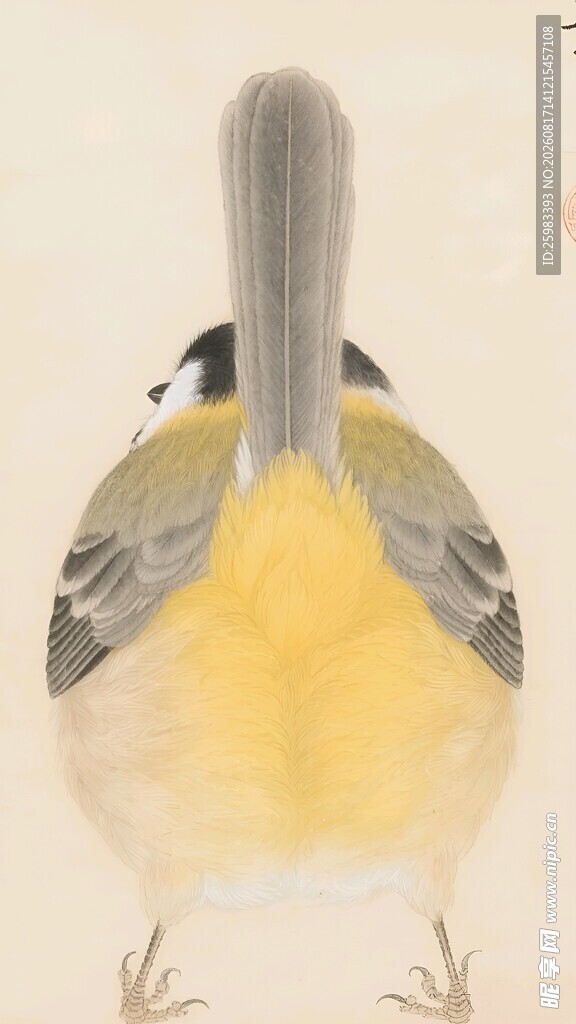 鸲姬鹟插画
