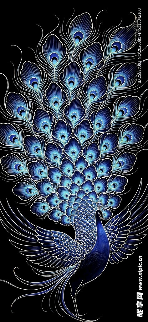 孔雀开屏插画