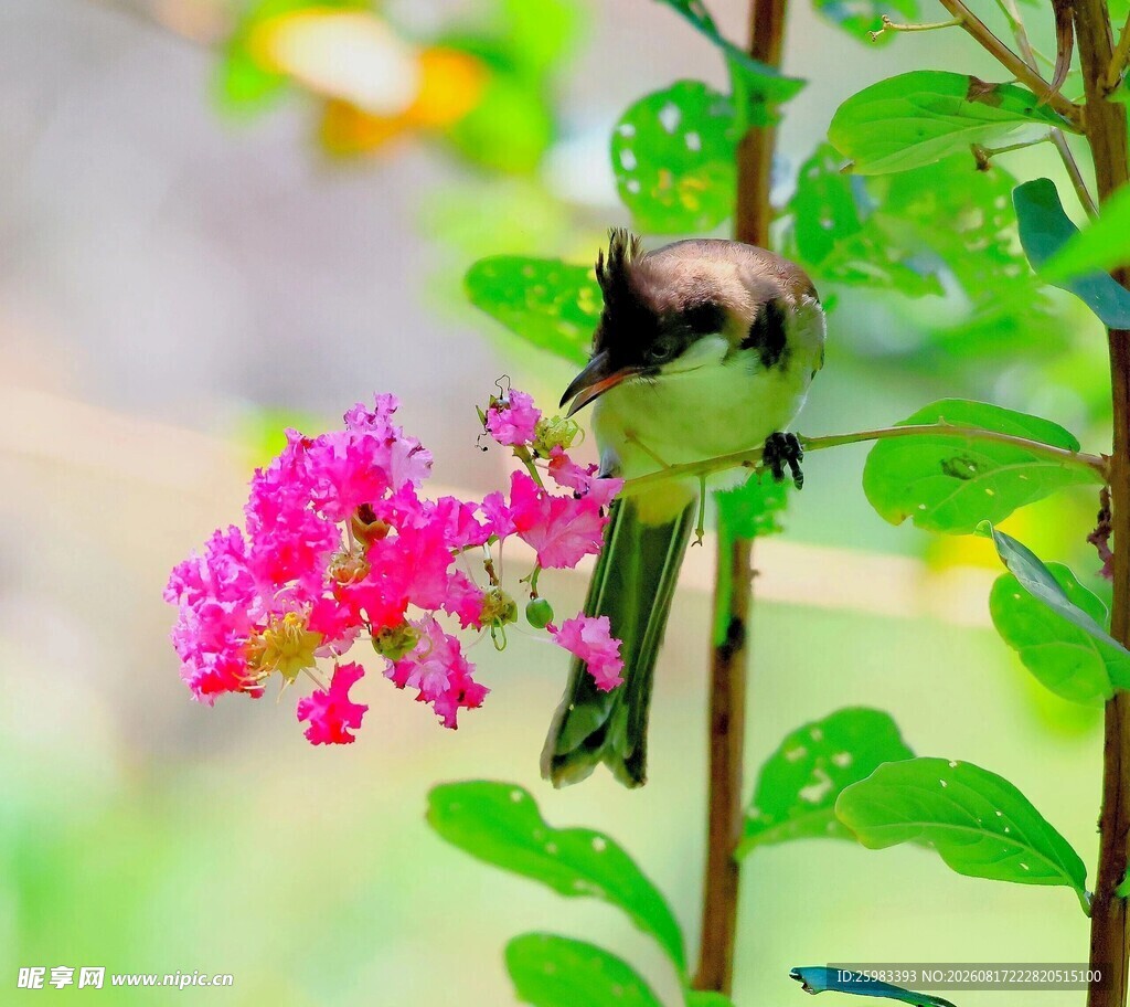 蜂鸟