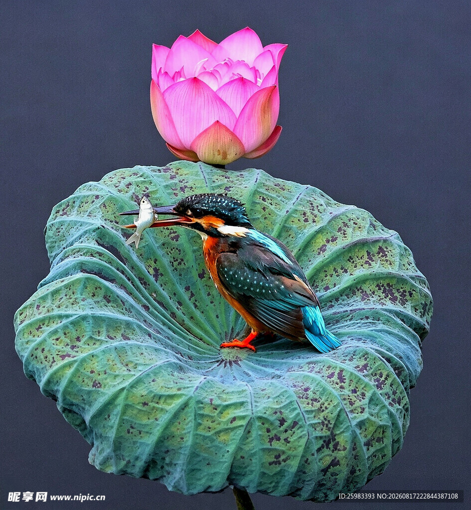 翠鸟