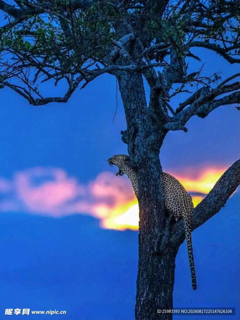 豹
