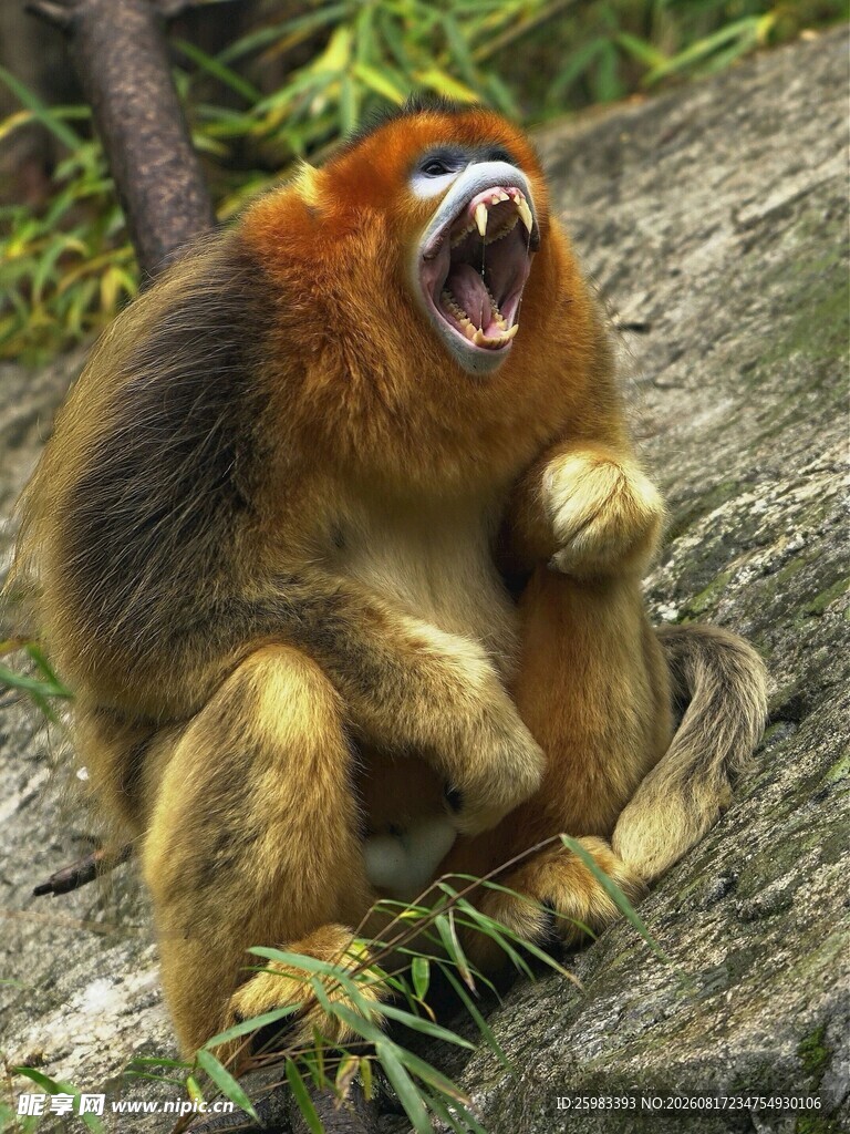 金丝猴