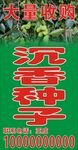 沉香种子