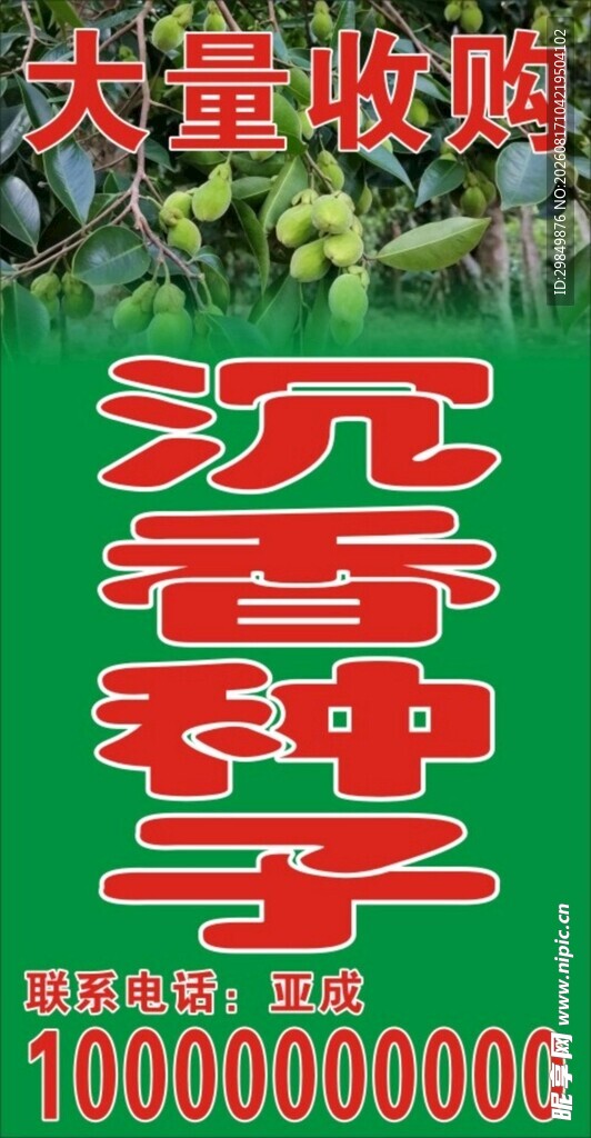 沉香种子