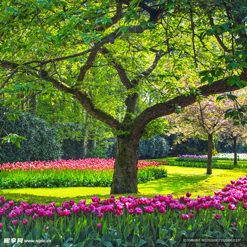 树下郁金香花园美景