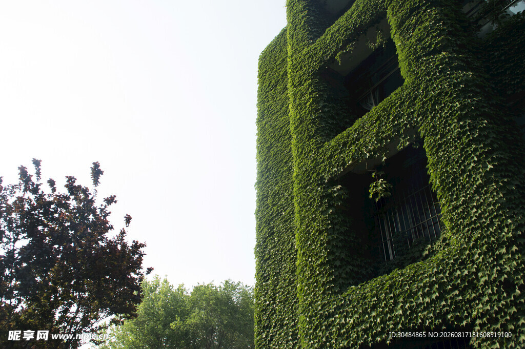 绿植覆盖的建筑墙面