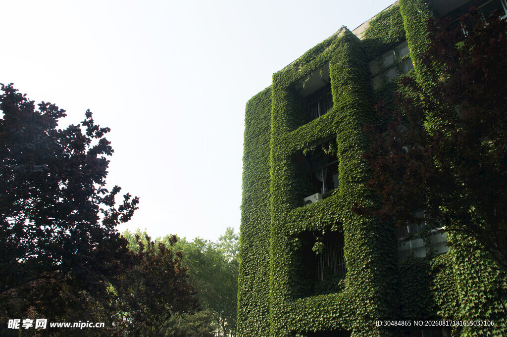 爬满绿植的废弃建筑