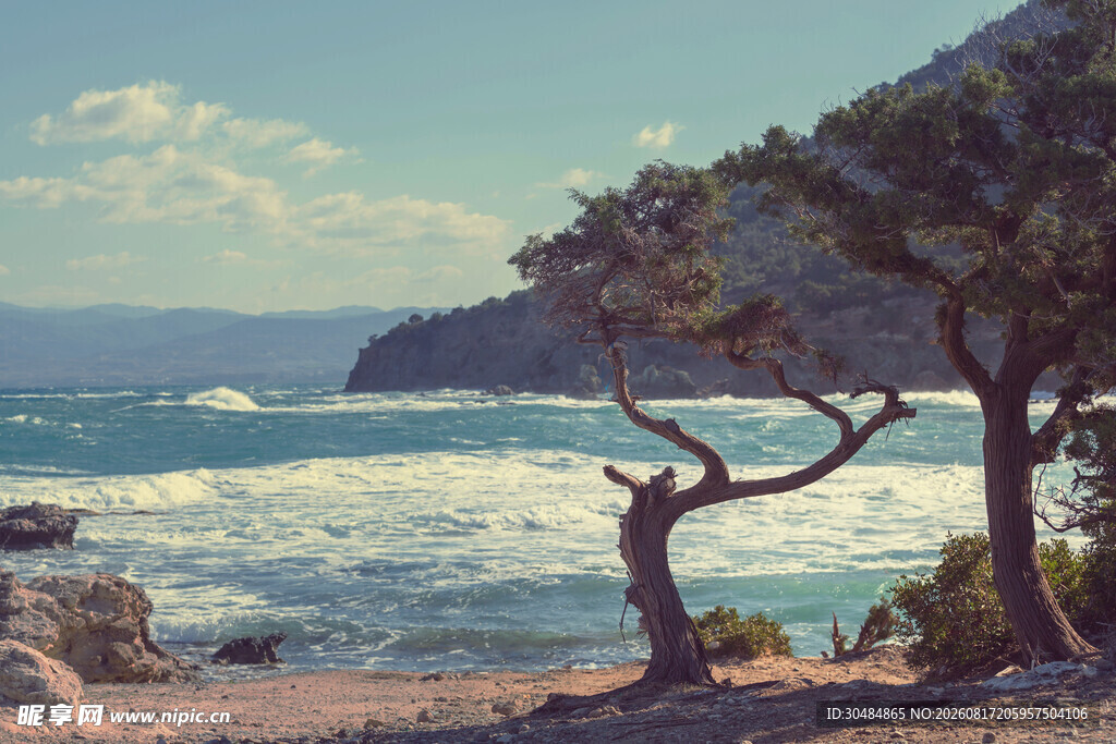 海边孤树与壮阔海景