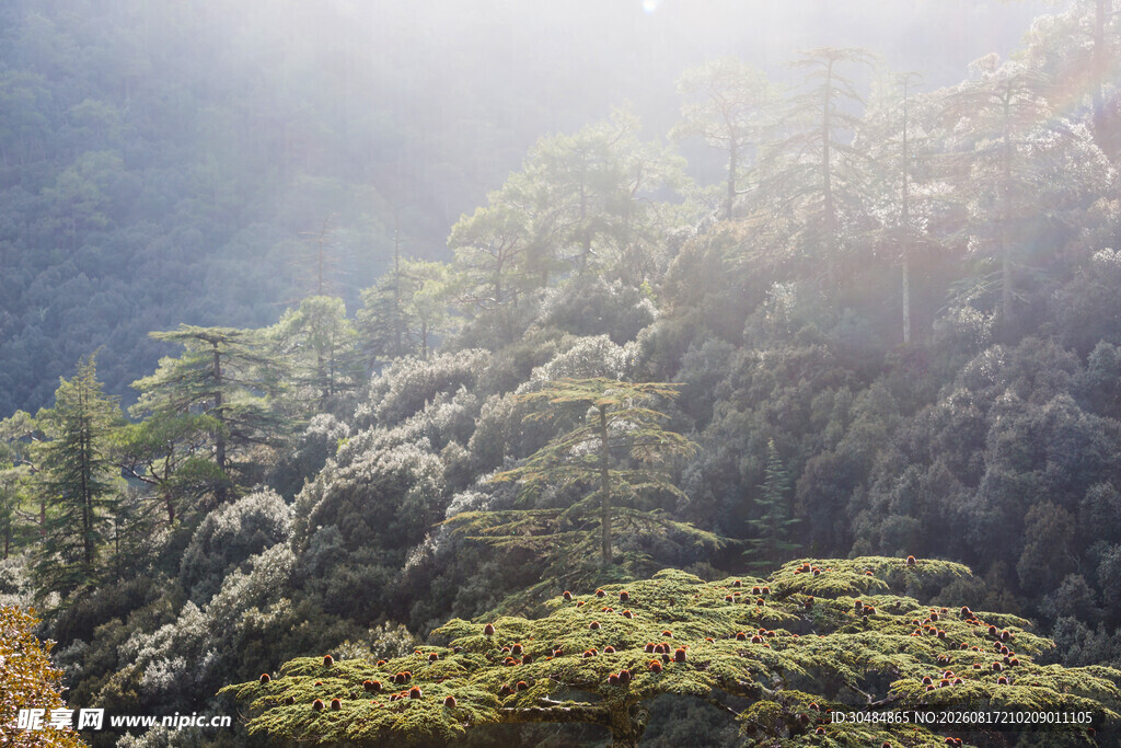 阳光洒落山林美景