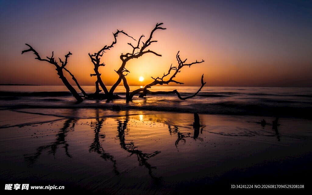 夕阳下枯树映于水面美景