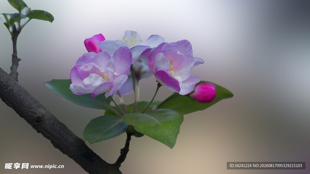 娇艳苹果花枝绽放