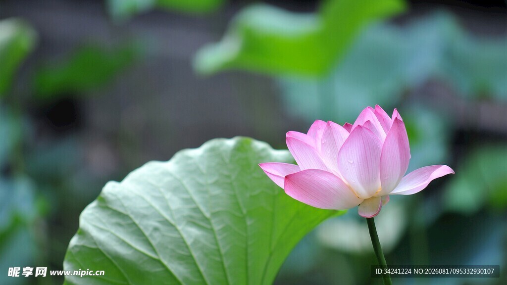 粉色荷花绽放绿叶间