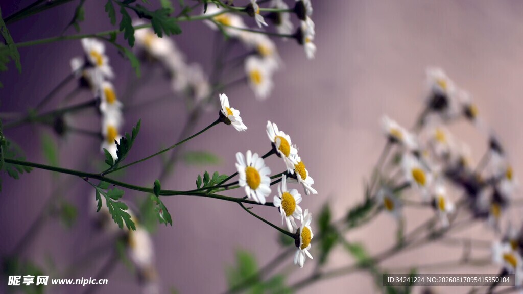 清新小白菊特写