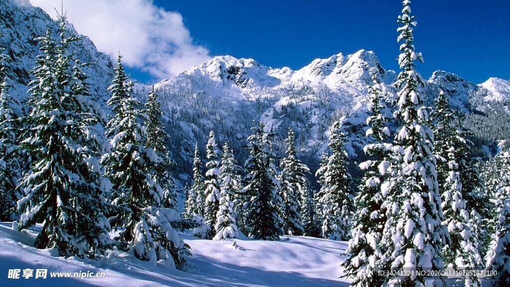 冬日雪山松林美景