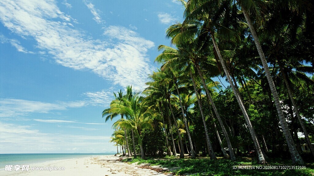 热带海滩椰林美景