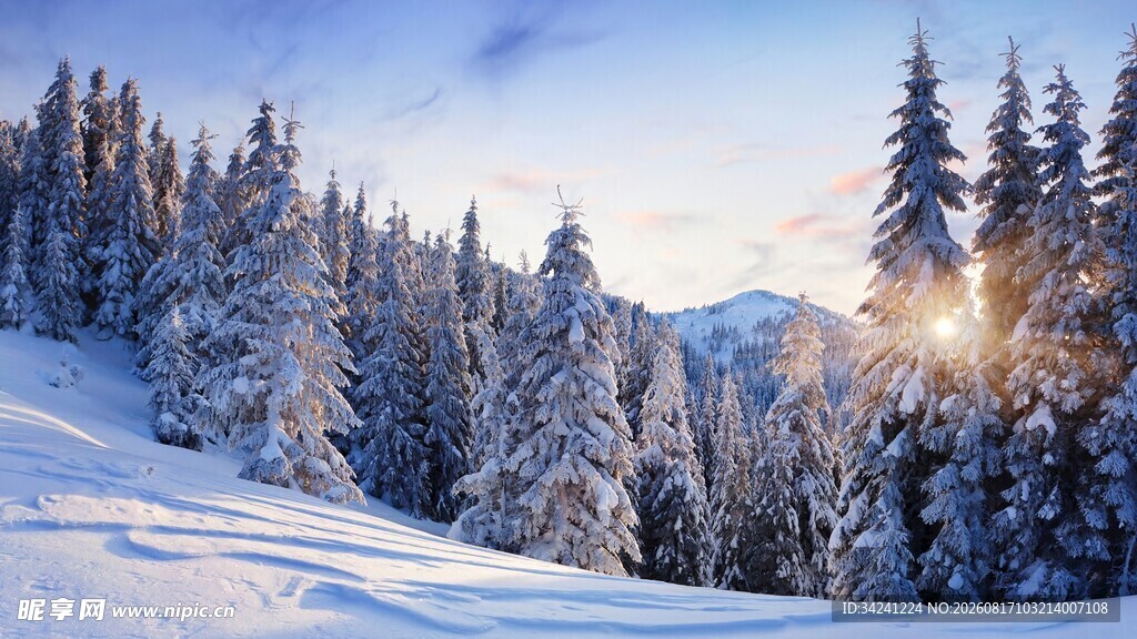 冬日雪林阳光洒落美景