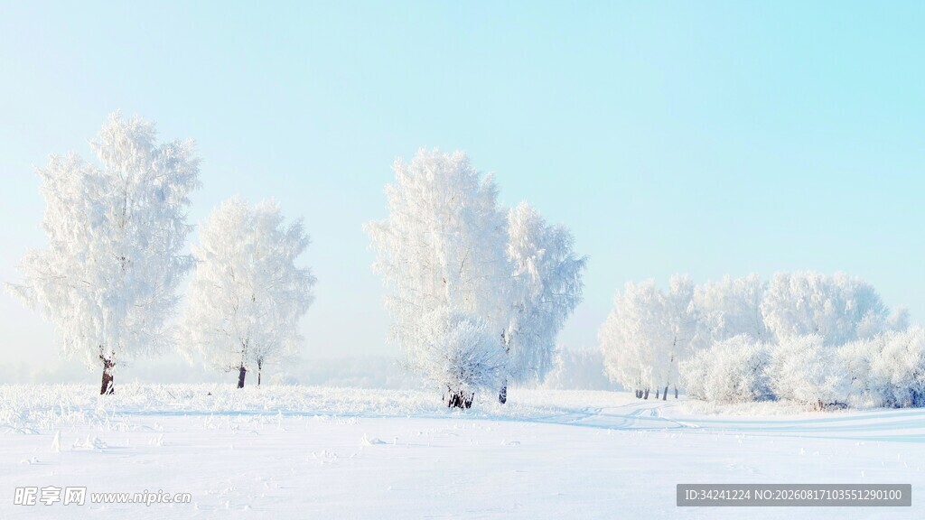 冬日雪景中的银白树木