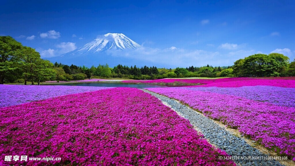 富士山下绚烂芝樱花海