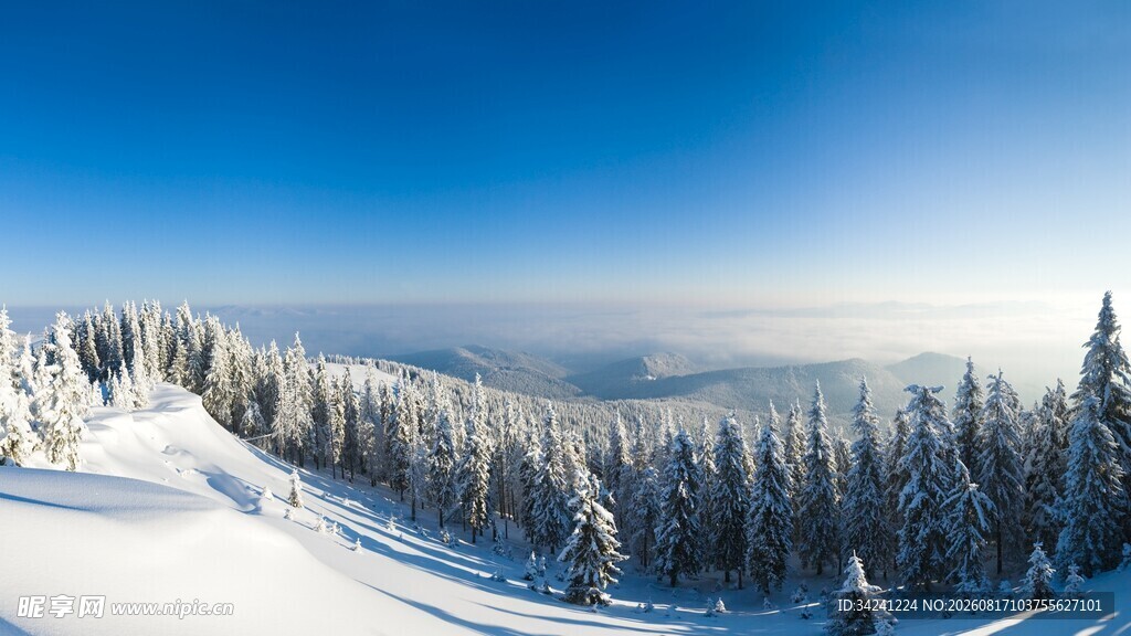 冬日雪岭松林美景