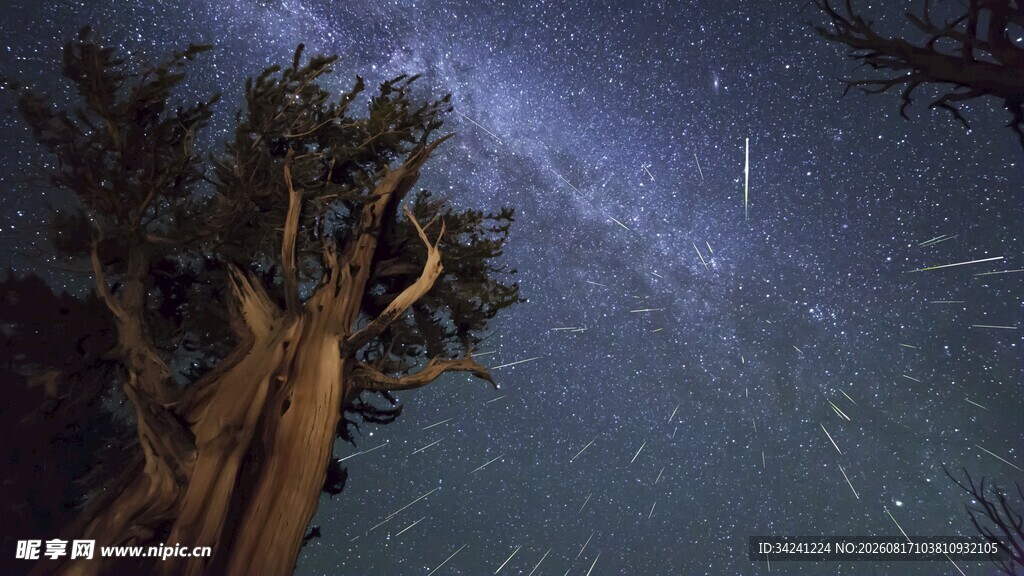 夜空下的大树与璀璨星轨