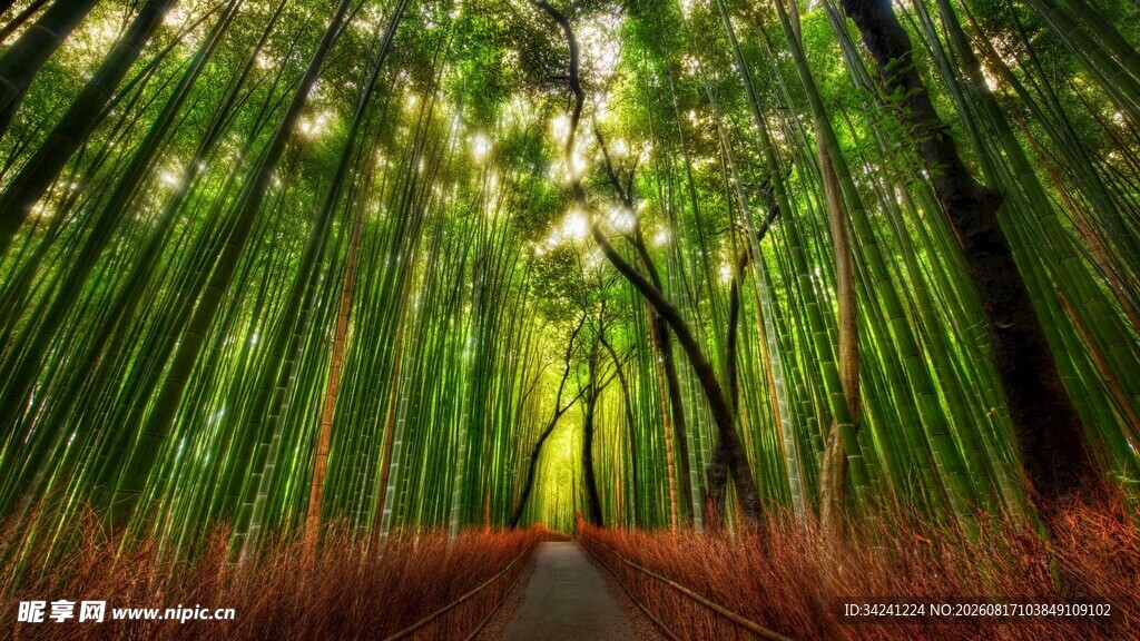 竹林幽径绿意盎然的景致