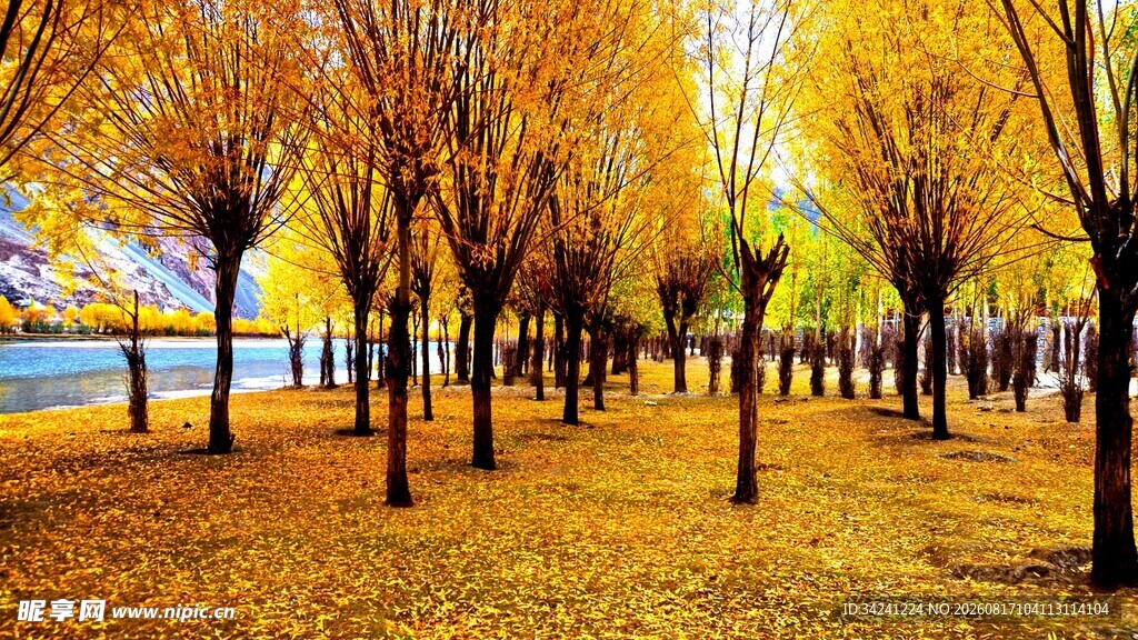 秋日金黄树林美景