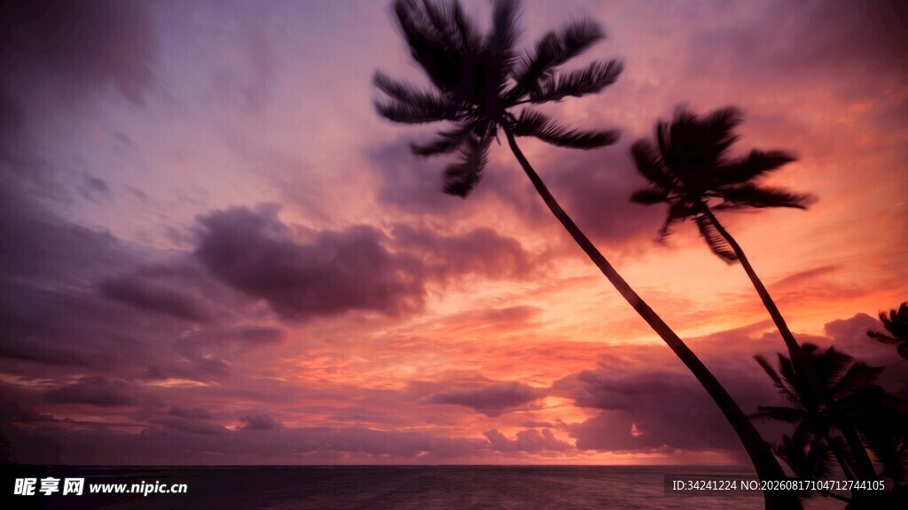 夕阳下的椰树海景