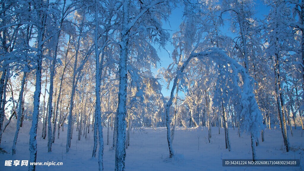 冬日雪林阳光洒落美景