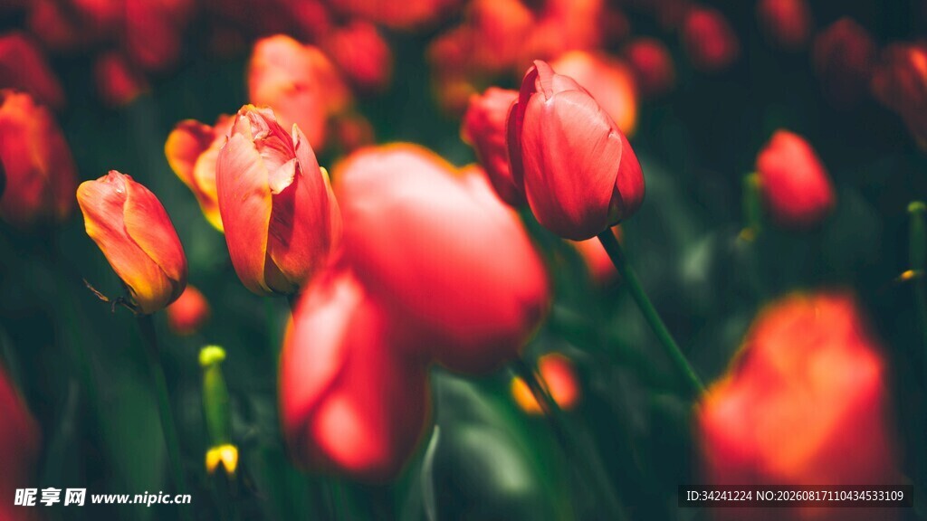 艳丽郁金香花海绽放