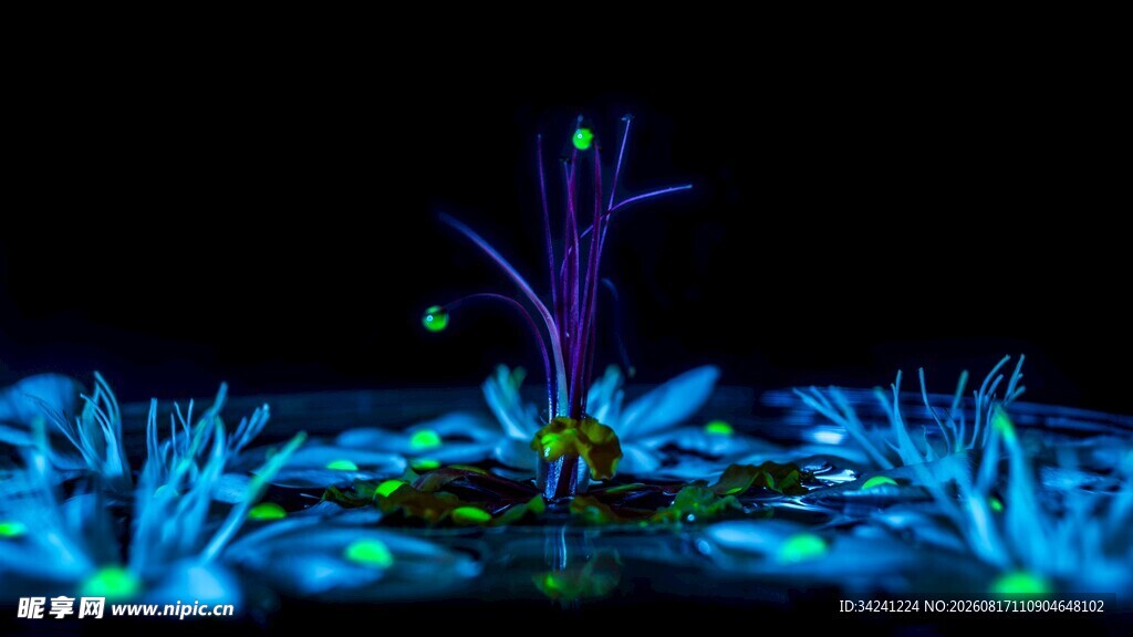 梦幻荧光花卉艺术画面